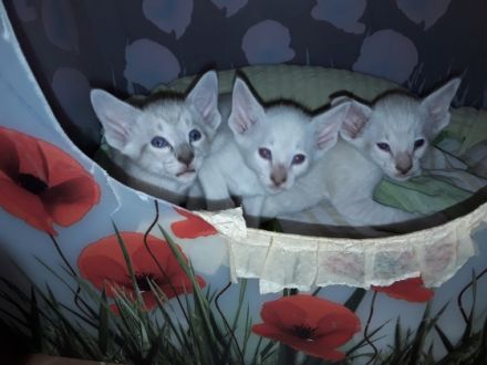 Hier noch ein paar Infos zu meinen Katzen: Keine