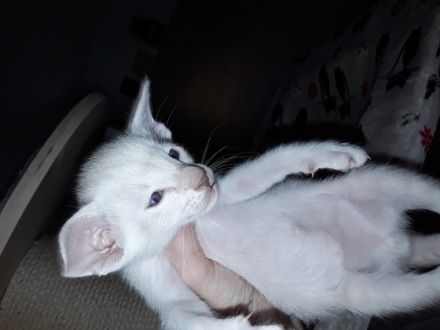 Hier noch ein paar Infos zu meinen Katzen: Keine