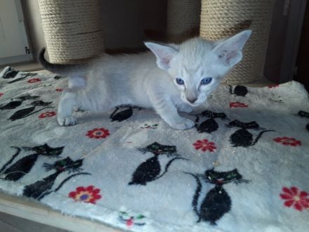 Hier noch ein paar Infos zu meinen Katzen: Keine