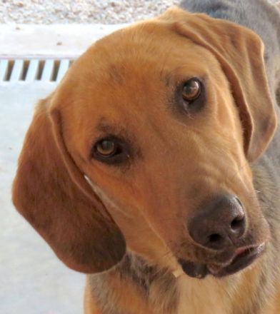 Baz 3 (männlicher Mischling)