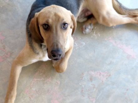 Baz 3 (männlicher Mischling)