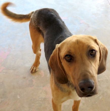 Baz 3 (männlicher Mischling)