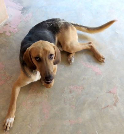 Baz 3 (männlicher Mischling)