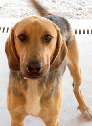 Baz 3 (männlicher Mischling)