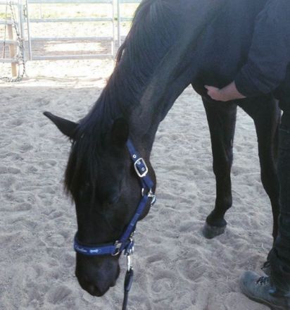 EQUINUM - Mobile Praxis f. Pferde, Rinder & Kleintiere