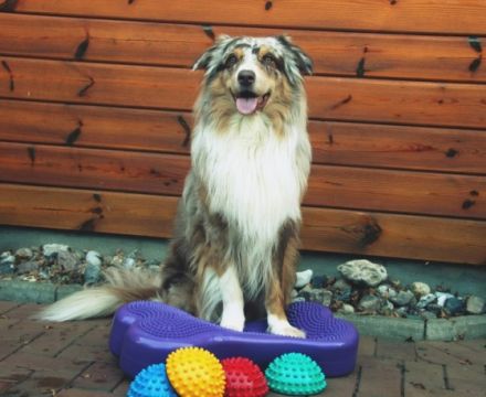 EQUINUM - Mobile Praxis f. Pferde, Rinder & Kleintiere