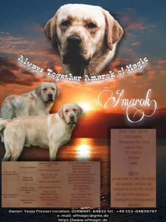 Always together Amarok of Magic