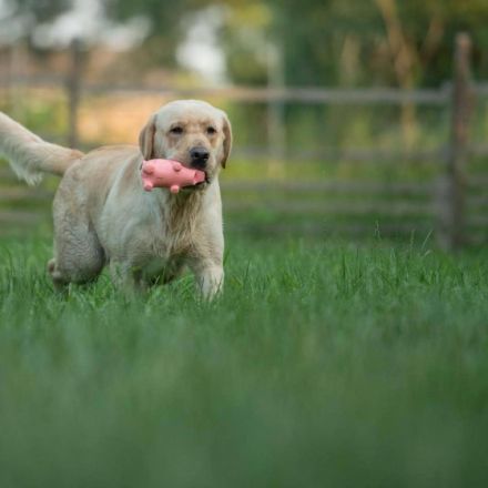 Always together Amarok of Magic