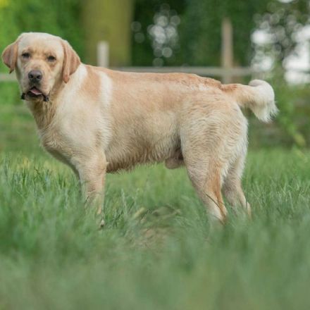 Always together Amarok of Magic