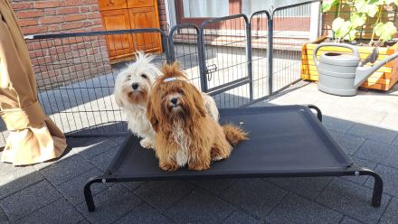 Schleswigholstein-Havaneser