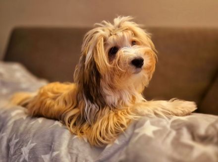 Schleswigholstein-Havaneser