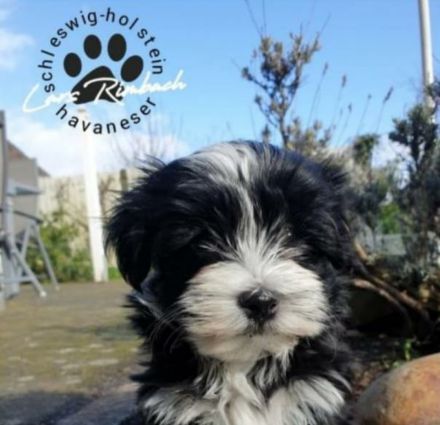 Schleswigholstein-Havaneser
