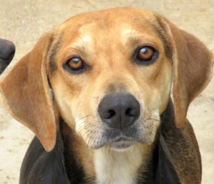 Buckaroo, (Schulterhöhe ca. 52 cm)