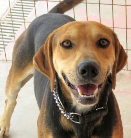 Buckaroo, (Schulterhöhe ca. 52 cm)