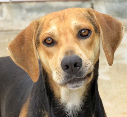 Buckaroo, (Schulterhöhe ca. 52 cm)