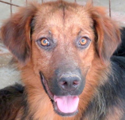 Novak (freundlich, guter Charakter)