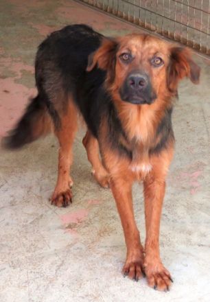 Novak (freundlich, guter Charakter)