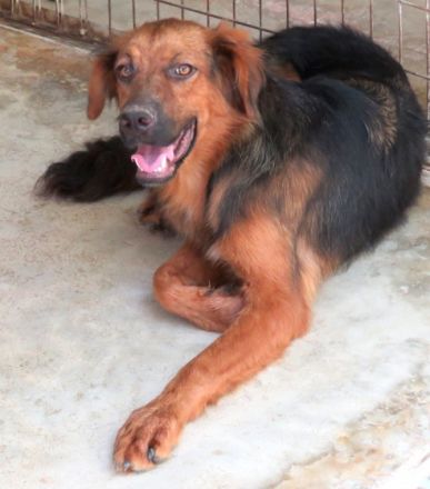 Novak (freundlich, guter Charakter)