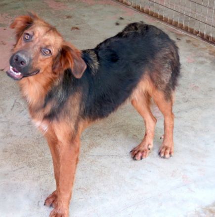 Novak (freundlich, guter Charakter)