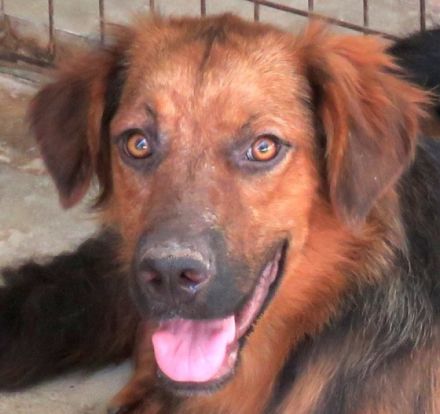 Novak (freundlich, guter Charakter)