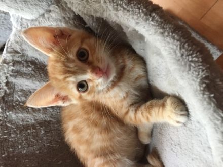 Bengal Cat Schaumburg