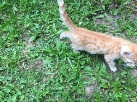 Bengal Cat Schaumburg