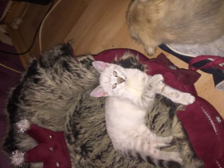 Bengal Cat Schaumburg