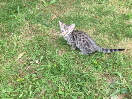 Bengal Cat Schaumburg