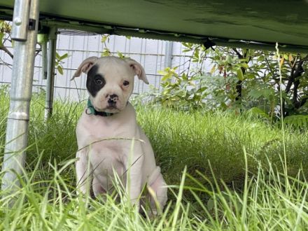 Kohlenpott Bully’s