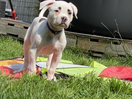 Kohlenpott Bully’s