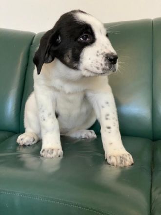 Hallo liebe Hundefreunde, wir haben kleine wunderschöne