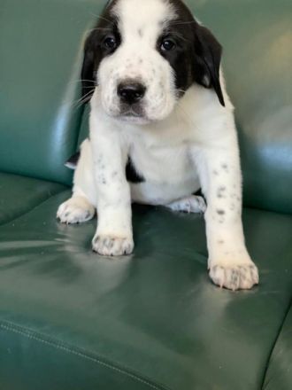 Hallo liebe Hundefreunde, wir haben kleine wunderschöne