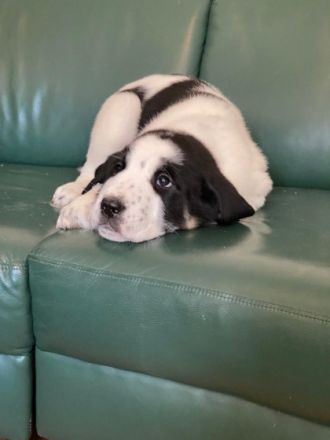 Hallo liebe Hundefreunde, wir haben kleine wunderschöne