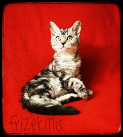 Frizekittis