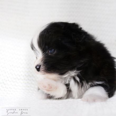 little Loves Sunshine Paws