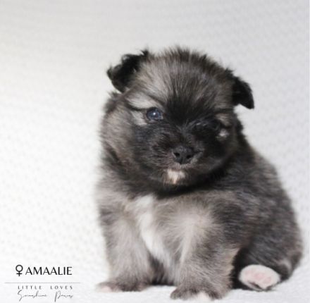 little Loves Sunshine Paws