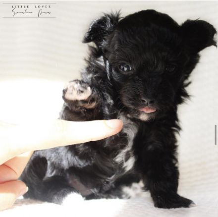 little Loves Sunshine Paws