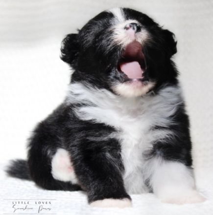 little Loves Sunshine Paws