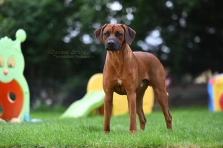 RIDGEBACK DECKRÜDE "BIG BEN"