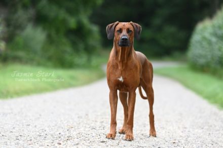 RIDGEBACK DECKRÜDE "AIR JORDAN"