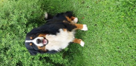 Leo Von den Zusamauen