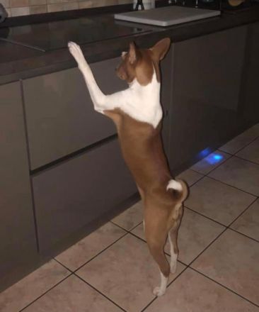 Simba / Mitglied des 1. Basenji Klub Deutschland