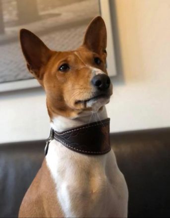 Simba / Mitglied des 1. Basenji Klub Deutschland