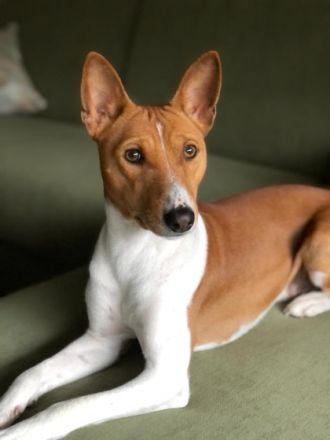Simba / Mitglied des 1. Basenji Klub Deutschland