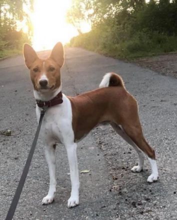 Simba / Mitglied des 1. Basenji Klub Deutschland