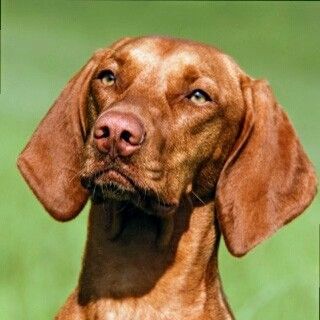 Vizsla vom Fuhseblick