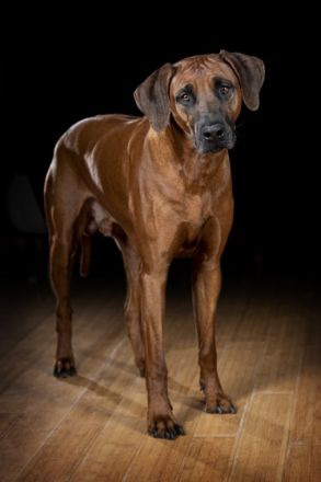 Iron Rhodesian Quentin