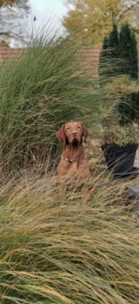 Maylo Falco Magyar Tim