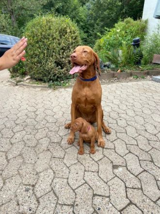 Maylo Falco Magyar Tim