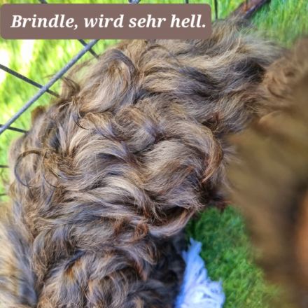 Die kleinen sind am 03.05.22 auf die Welt gekommen..